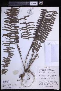 Nephrolepis falcata image