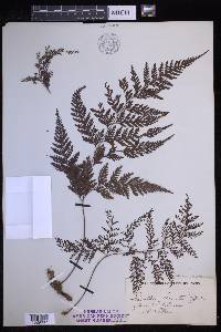 Davallia repens image