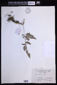 Davallia tyermannii image