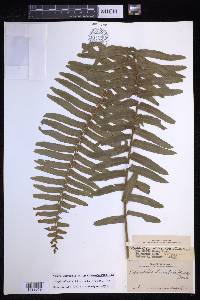 Nephrolepis hirsutula image