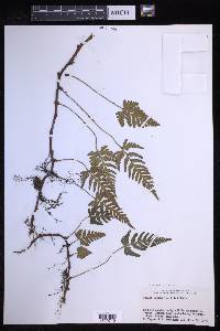 Davallia repens image