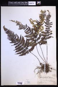 Davallia wagneriana image