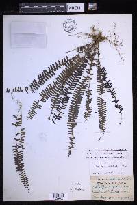 Nephrolepis lauterbachii image