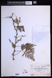 Davallia repens image