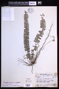 Nephrolepis lauterbachii image