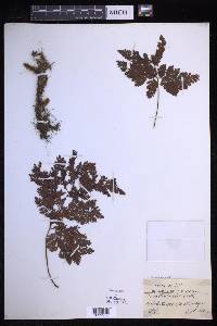 Davallia trichomanoides image