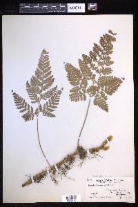 Davallia tyermannii image