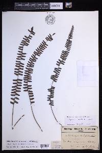 Nephrolepis lauterbachii image