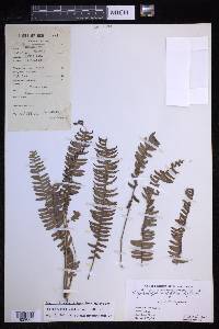 Nephrolepis lauterbachii image