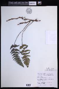 Davallia repens image