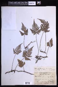 Davallia repens image