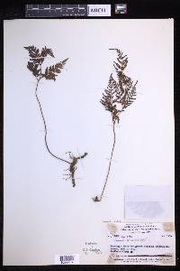 Davallia repens image