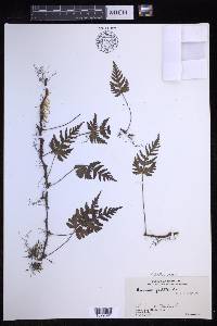 Davallia repens image