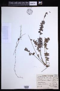 Nephrolepis lauterbachii image