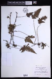 Davallia repens image