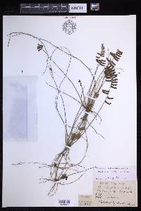 Nephrolepis lauterbachii image