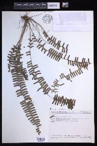 Nephrolepis lauterbachii image