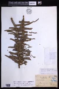 Nephrolepis hirsutula image