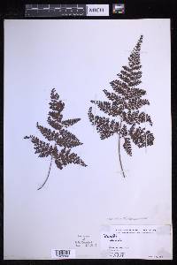 Davallia trichomanoides image