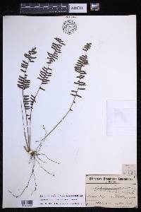 Nephrolepis lauterbachii image