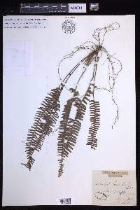 Nephrolepis lauterbachii image