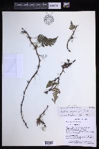 Davallia repens image