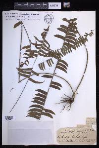 Nephrolepis falcata image