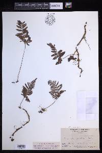 Davallia repens image