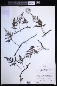 Davallia repens image