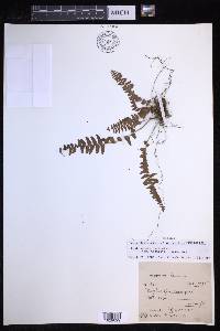 Nephrolepis undulata image