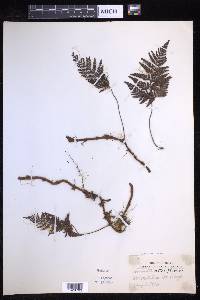 Davallia repens image