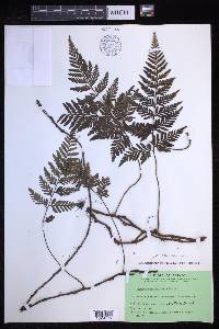 Davallia repens image