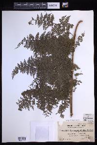 Davallia hymenophylloides image