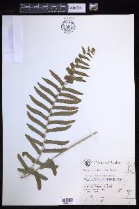 Nephrolepis hirsutula image