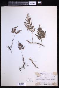 Davallia repens image