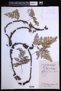 Davallia falcinella image