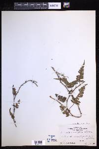 Davallia sessilifolia image