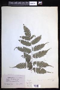 Pteridrys syrmatica image