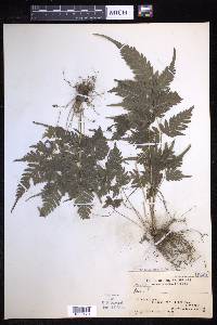 Pteridrys syrmatica image