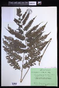 Pteridrys syrmatica image