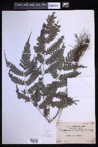 Pteridrys syrmatica image