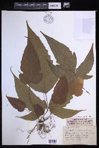 Tectaria heracleifolia image