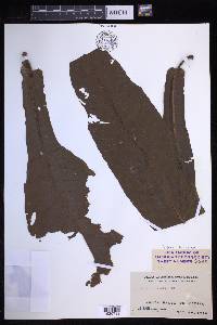 Tectaria beccariana image