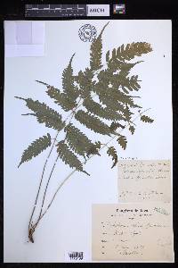 Pteridrys syrmatica image