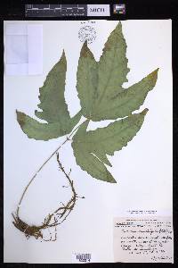 Tectaria heracleifolia image