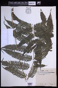 Pteridrys syrmatica image