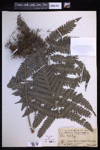 Pteridrys syrmatica image