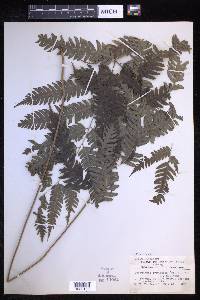 Pteridrys syrmatica image