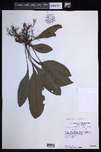 Dracoglossum plantagineum image