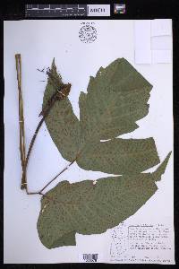 Tectaria trifoliata image